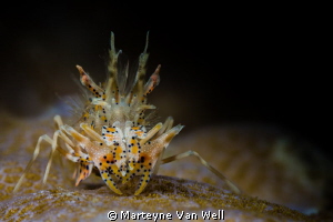 A beautiful tiny tiger shrimp almost posing for a shot. T... by Marteyne Van Well 